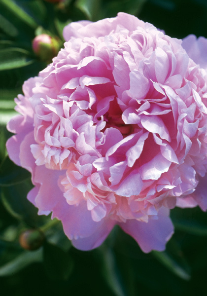 Monsieur Jules Elie peony heirloom bulbs #2