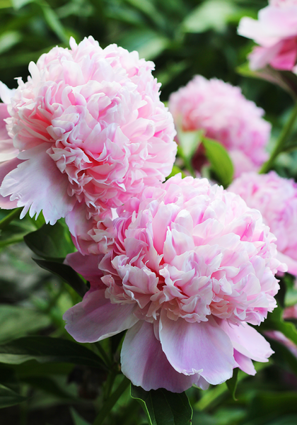 Monsieur Jules Elie peony heirloom bulbs #1