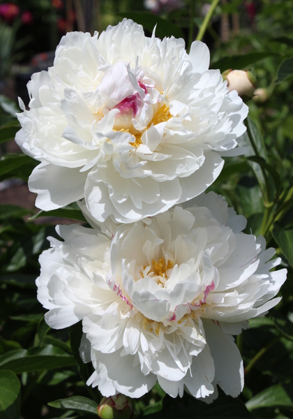 Frances Willard peony heirloom bulbs #1