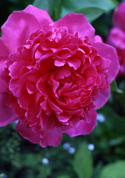 Humei peony heirloom bulbs #1