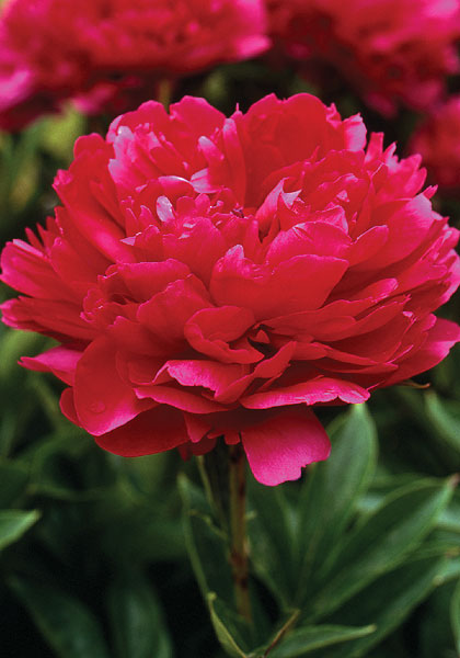 Mary Brand peony heirloom bulbs #1