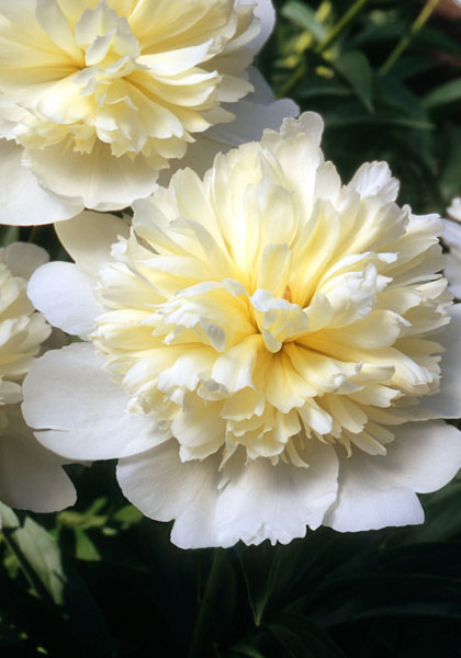Golden Dawn peony heirloom bulbs #1