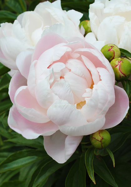 Mrs. Franklin D. Roosevelt peony heirloom bulbs #1