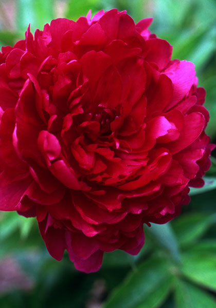 Philippe Rivoire peony heirloom bulbs #1