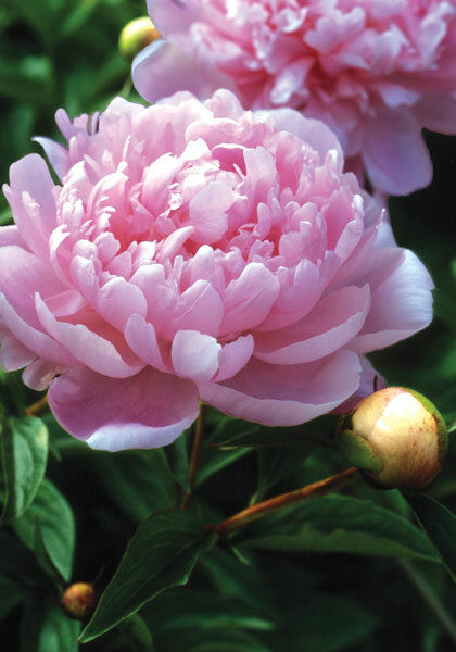 Walter Faxon peony heirloom bulbs #2