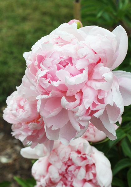 Walter Faxon peony heirloom bulbs #1