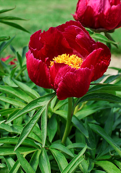 Early Scout peony heirloom bulbs #1