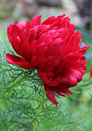 fern-leaf  peony heirloom bulbs