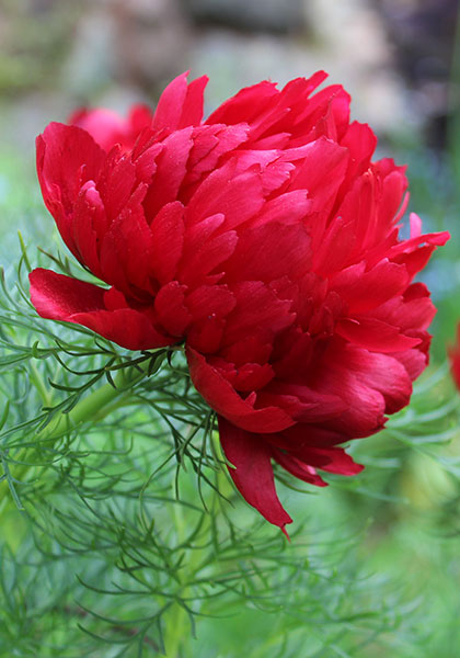 fern-leaf peony heirloom bulbs #1