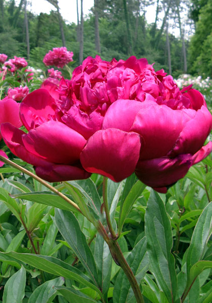 President Roosevelt peony heirloom bulbs #1