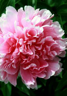 Souvenir de L&rsquo;Exposition Universelle peony heirloom bulbs