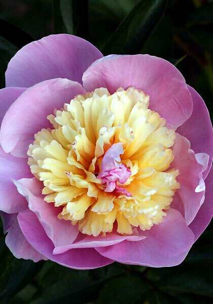 Philomele peony heirloom bulbs #2