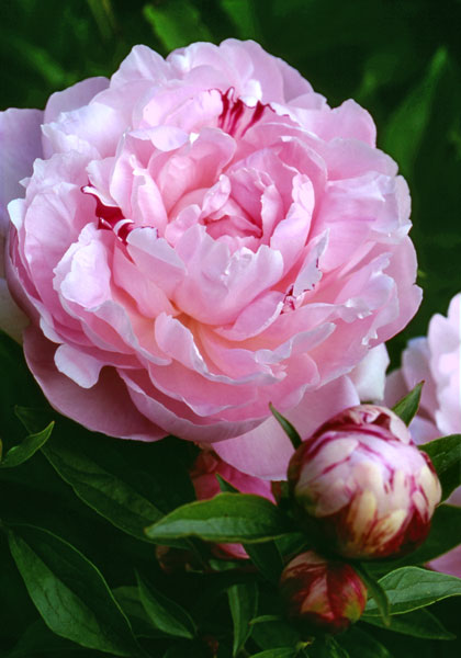 James R. Mann peony heirloom bulbs #1