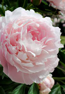 Peony
