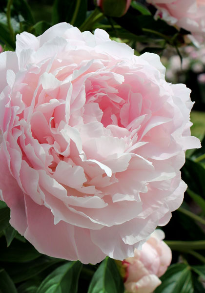 PEONIES