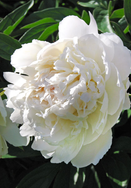 Henry Sass peony heirloom bulbs #1