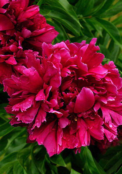 Brand’s Magnificent peony heirloom bulbs #1