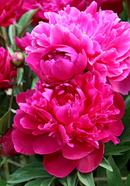 “Magnificent, Almost Immortal” Peonies – www.OldHouseGardens.com