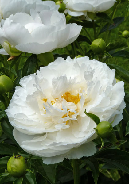 Miss America peony heirloom bulbs #1