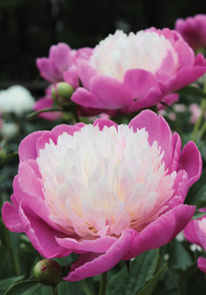 Gay Paree peony heirloom bulbs #1