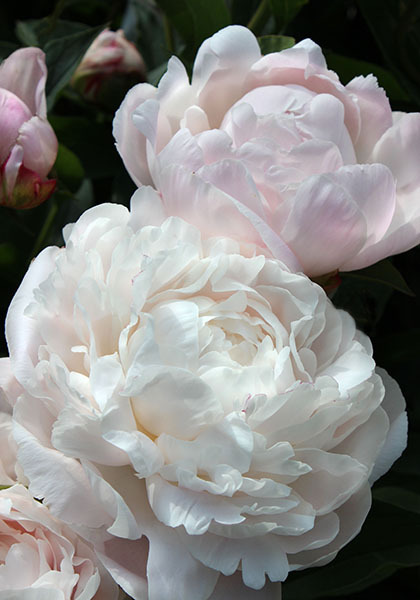 Nick Shaylor peony heirloom bulbs #1