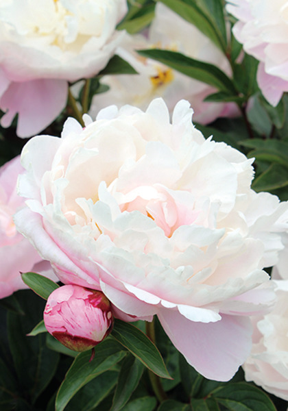 Lady Alexandra Duff peony heirloom bulbs #1