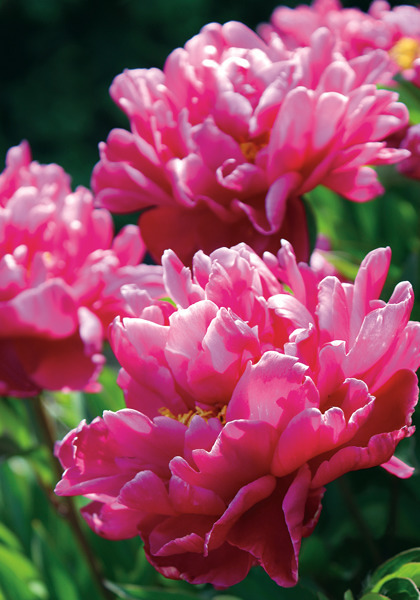 Victoire de la Marne peony heirloom bulbs #2