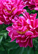 Victoire de la Marne peony heirloom bulbs