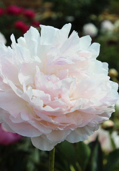 Solange peony heirloom bulbs #2