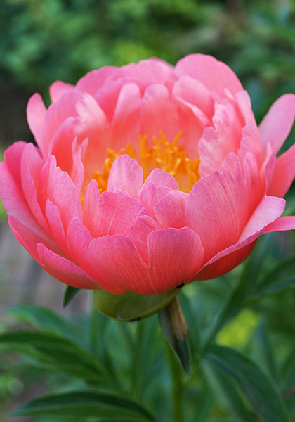 Coral Sunset peony heirloom bulbs #1