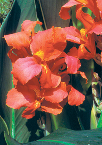 City of Portland canna heirloom bulbs #1