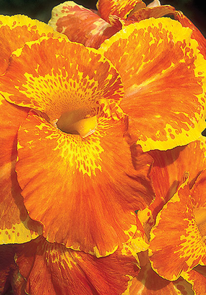 Florence Vaughan canna heirloom bulbs #1