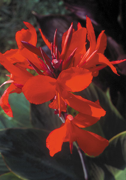 Firebird canna heirloom bulbs #1