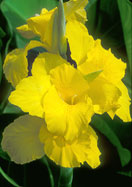 Richard Wallace canna heirloom bulbs