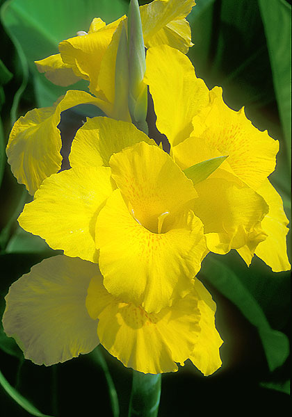 Richard Wallace canna heirloom bulbs #1