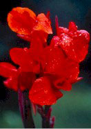 Roi Humbert canna heirloom bulbs