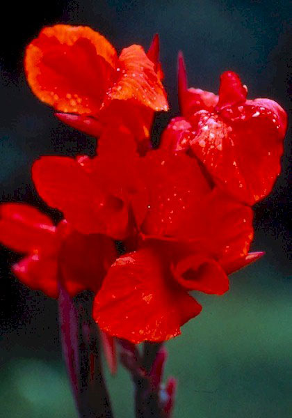 Roi Humbert canna heirloom bulbs #1