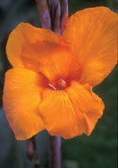 Wyoming canna heirloom bulbs
