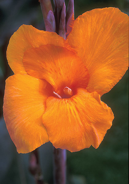 Wyoming canna heirloom bulbs #1