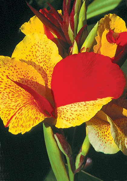 Cleopatra canna heirloom bulbs #1