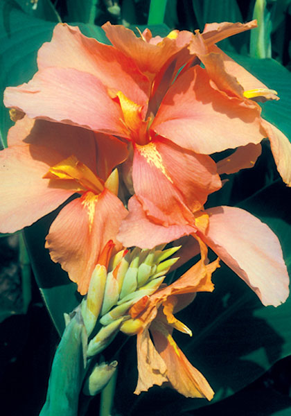 Stadt Fellbach canna heirloom bulbs #1