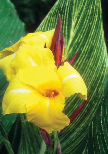 Bangkok canna heirloom bulbs #1