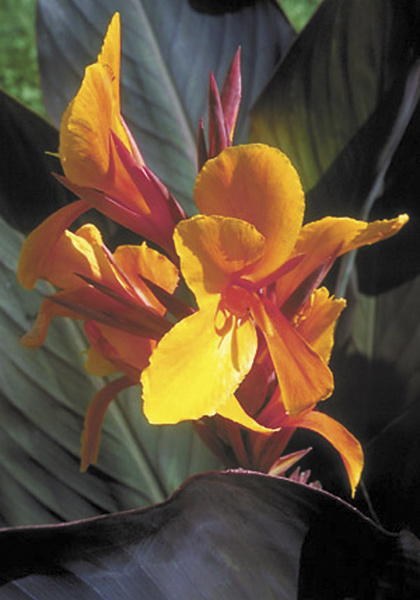Semaphore canna heirloom bulbs #1