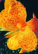 En Avant canna heirloom bulbs