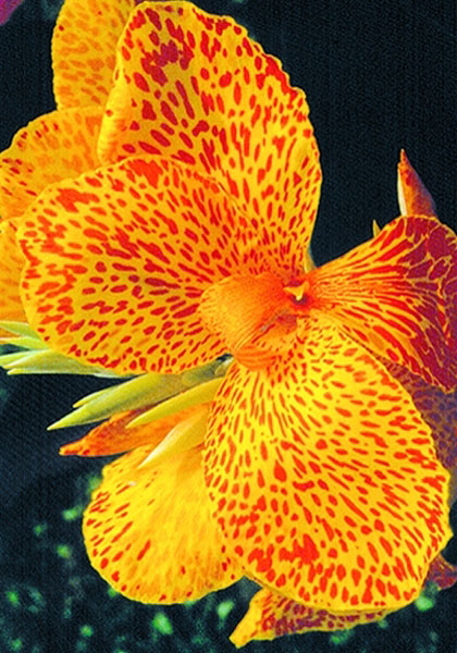 En Avant canna heirloom bulbs #1