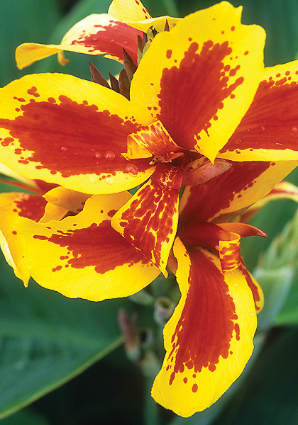 Konigen Charlotte canna heirloom bulbs #1