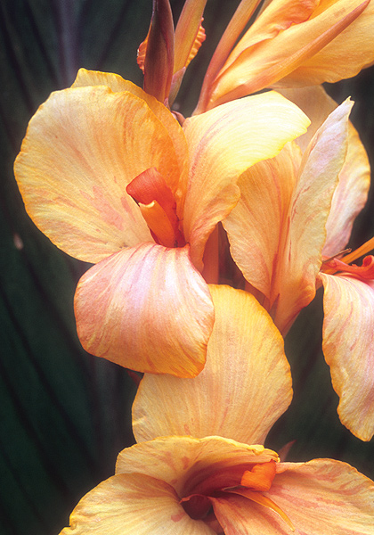Madame Angele Martin canna heirloom bulbs #1