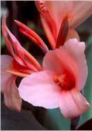 Madame Caseneuve canna heirloom bulbs