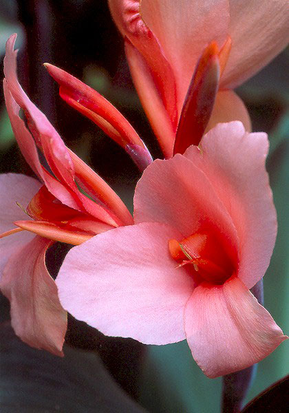 Madame Caseneuve canna heirloom bulbs #1