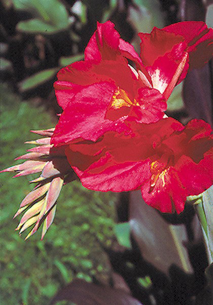 Prince Charmant canna heirloom bulbs #1